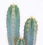 Zoom IMG-2 powers to flowers cactus azzurro Zoom IMG-2 powers to flowers cactus azzurro