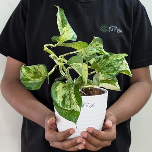 LittleJungle Manjula Pothos - Live Plant with 5.5 Inches White De...