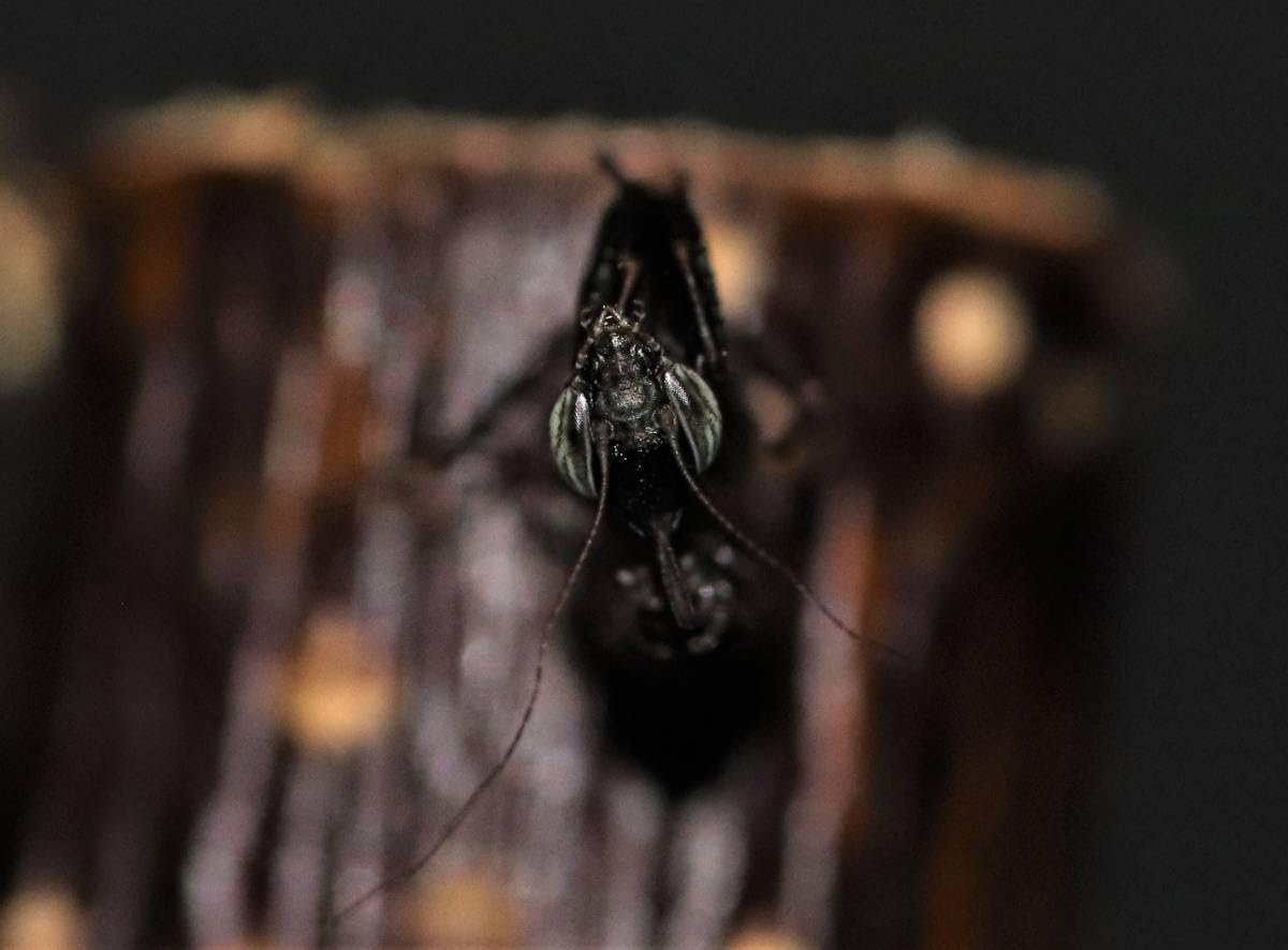 Amazon | ゴーストマンティス Phyllocrania paradoxa カマキリ