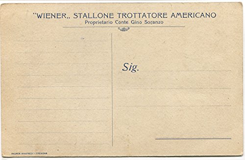 Primi '900 Ritratto Cavallo Wiener Que Allen Adria...