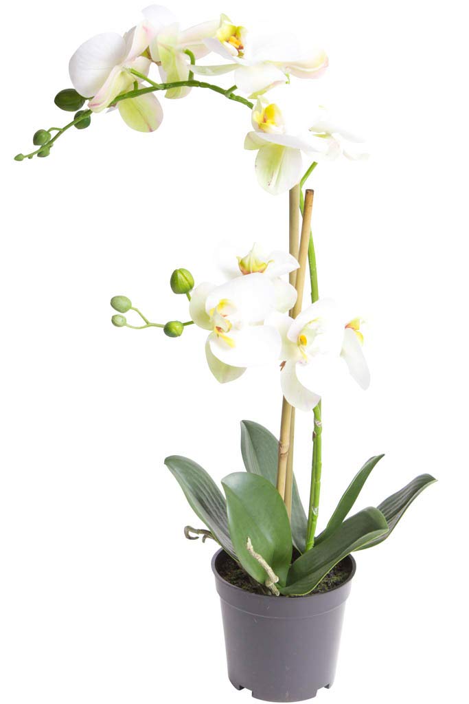 Nova-Nature künstliche Orchidee Bora (Orchideen Pflanze/Phalaenopsis) im schwarzen Kunststofftopf mit Rispen, Blättern und Luftwurzeln real Touch (Creme-weiß, ca. 50 cm / 2 Rispen)