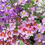 Rare Flower Seeds Schizanthus pinnatus 200 + Butterfly Orchid Flower Seeds