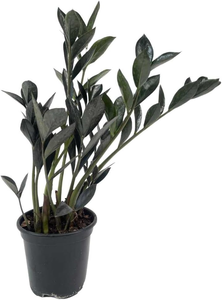 Mini Zamioculca Black Dowon Planta Rara Exótica