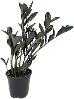 Mini Zamioculca Black Dowon Planta Rara Exótica Com Vaso Decoração Para Interiores