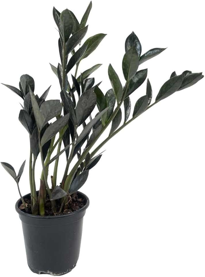 Mini Zamioculca Black Dowon Planta Rara Exótica Com Vaso Decoração Para Interiores