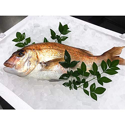 旬の真鯛 2枚 1kg(原体)×2 淡路島産 兵庫県産 血抜き・内臓鱗除去済み【料亭卸品質】あわじ島の活魚を絞めて出荷いたします