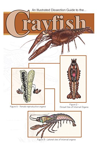 Frey Scientific 597012 Mini-Guide to Crayfish Dissection