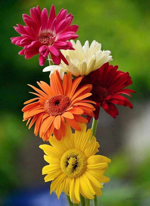 See full amazon price history chart for Ritz Farming® Gerbera imported Multicolor shade 2 flower seeds for home and gardening Pack of 20-40 seeds Ritz Farming® Gerbera imported Multicolor shade 2 flower seeds for home and gardening Pack of 20-40 seeds (B0BT8GX4BG) Amazon Price History, Amazon Price Tracker