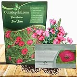 Outsidepride Scarlet Flax Seeds - 5000 Pcs Annual Flower Seeds for Planting, Self-Seeding, Drought-Tolerant w/Compact Growth, for Small Gardens, Meadows, Borders, or Mass Plantings