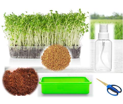 ORGANIC ALFALFA COMPLETE GROWING KIT AT HOME (Grow & Eat)(With Tray, Accessories & Instructions)-image-10