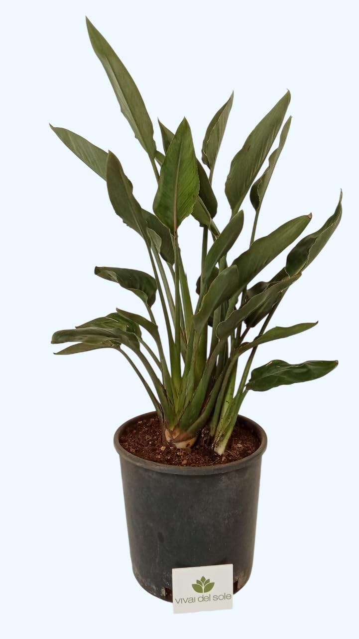 Strelitzia Reginae, Uccello del Paradiso, Pianta ornamentale da esterno prodotta da Vivai del Sole vaso diametro cm 26