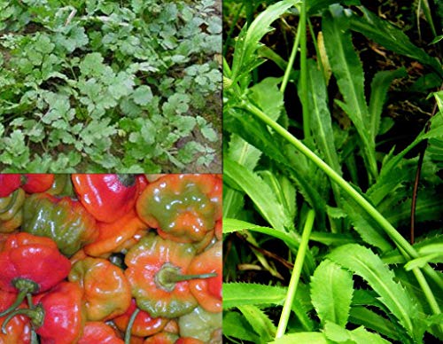 Semillas de Maceta Germinazione I Semi: Semi-PR RECAO (100) + AJI Dulce (25) + CILANTRILLO (25)