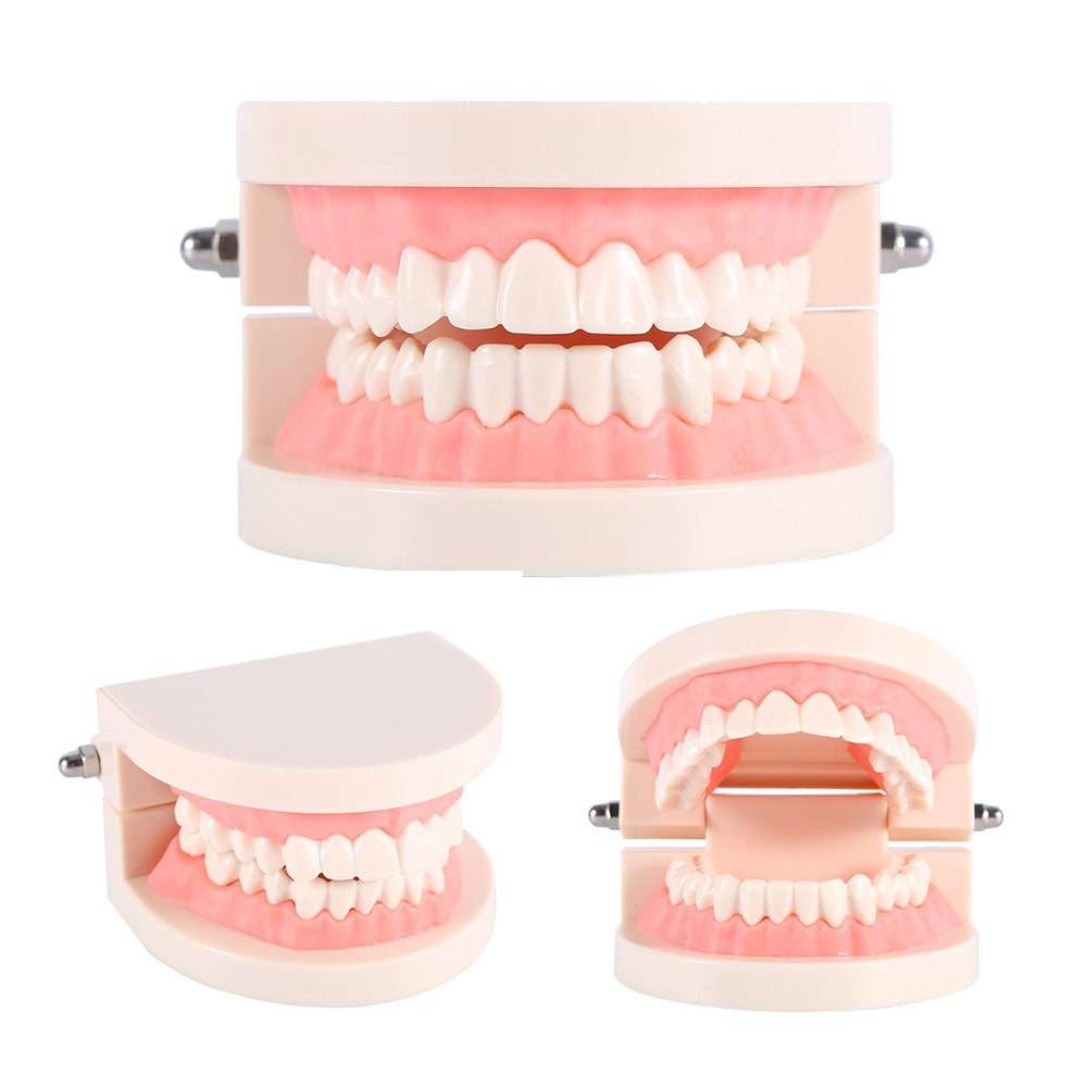 Modelo de Dientes Sanos 28 Dientes para Demostración de Cepillado