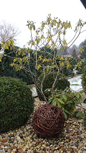 Weidenkugel in 6 Größen, Dekokuge laus Weide Weidenball Gartenkugel...