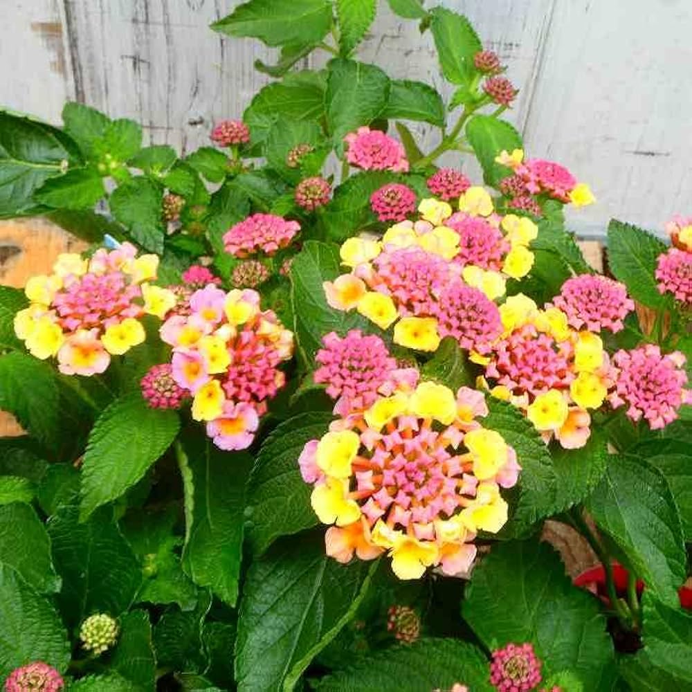 Amazon.co.jp: ランタナ ピンク 1ポット 七変化 3.5号 苗 花苗 夏の花