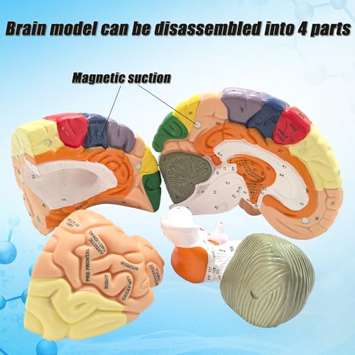 Modèle de cerveau élargi AMITD double structure et 131 repères anatomiques