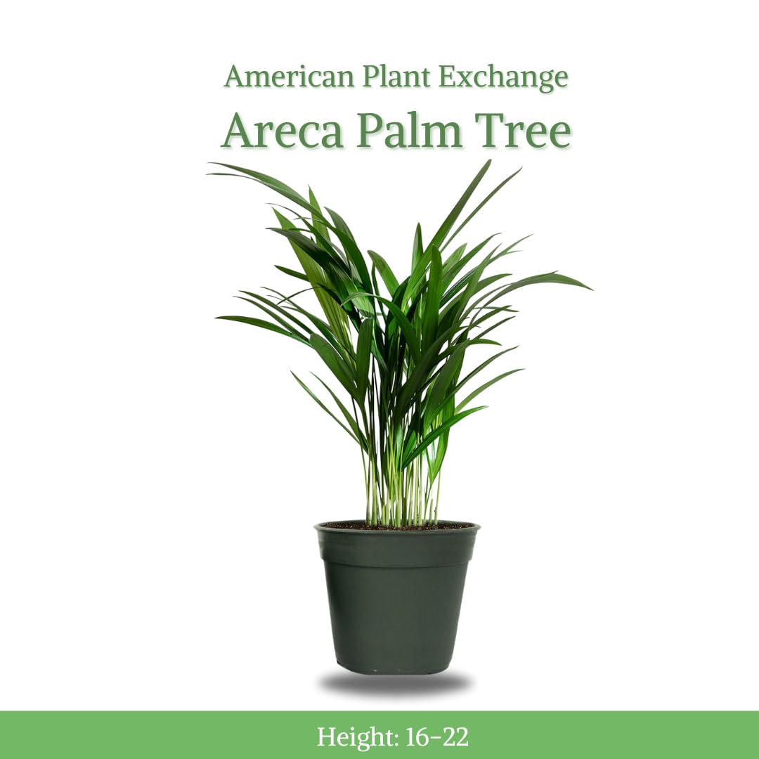 Amazon.com : American Plant Exchange Live Areca Palm  6-Inch Pot   Tropical Houseplant with Feathery Green Fronds, Pet-Friendly Easy Care  Indoor Plant for Homes, Offices, Apartments & Decorative Spaces : Patio,