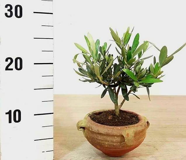 POWERS TO FLOWERS - BONSAI OLIVO IN ORCIO DI TERRACOTTA, Pianta Vera