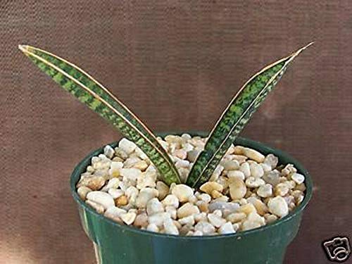 Amazon.com : Sansevieria Fischeri Singularis Rare (CHK) Succulent