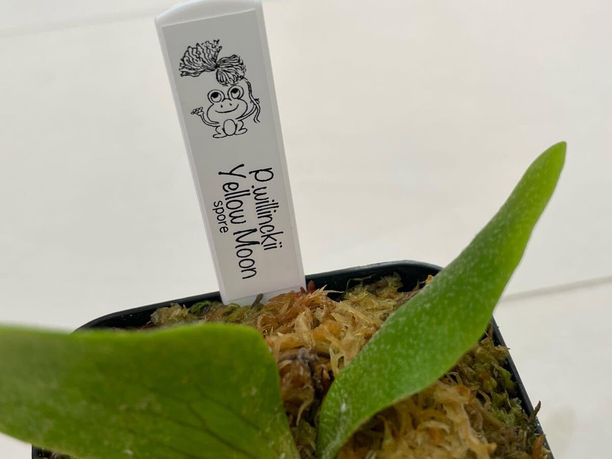 ビカクシダ　P. 'Yellow moon' willinckii ウィリンキー P.willinckii Yellow moon dwarf (from晴花鹿苑) | naturefix