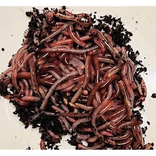 シマミミズ 150匹 気温25度から宅急便クール便使用 10月 限定売り切れゴメンセール(キャンぺーン)限定数で終了(通常の30%OFF)★ミミズコンポート 爬虫類 やカエルの餌 釣り