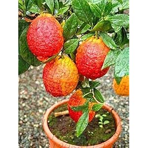 Portal Cool 20 pc/Red Bag Lemon tree seed è anche Blood Orange Organic frutta Bonsai Trred Lime S