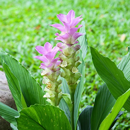 Curcuma Ginger Zeodaria Pink Wonder - 3 Large Flowering Ginger Roots | Ships
