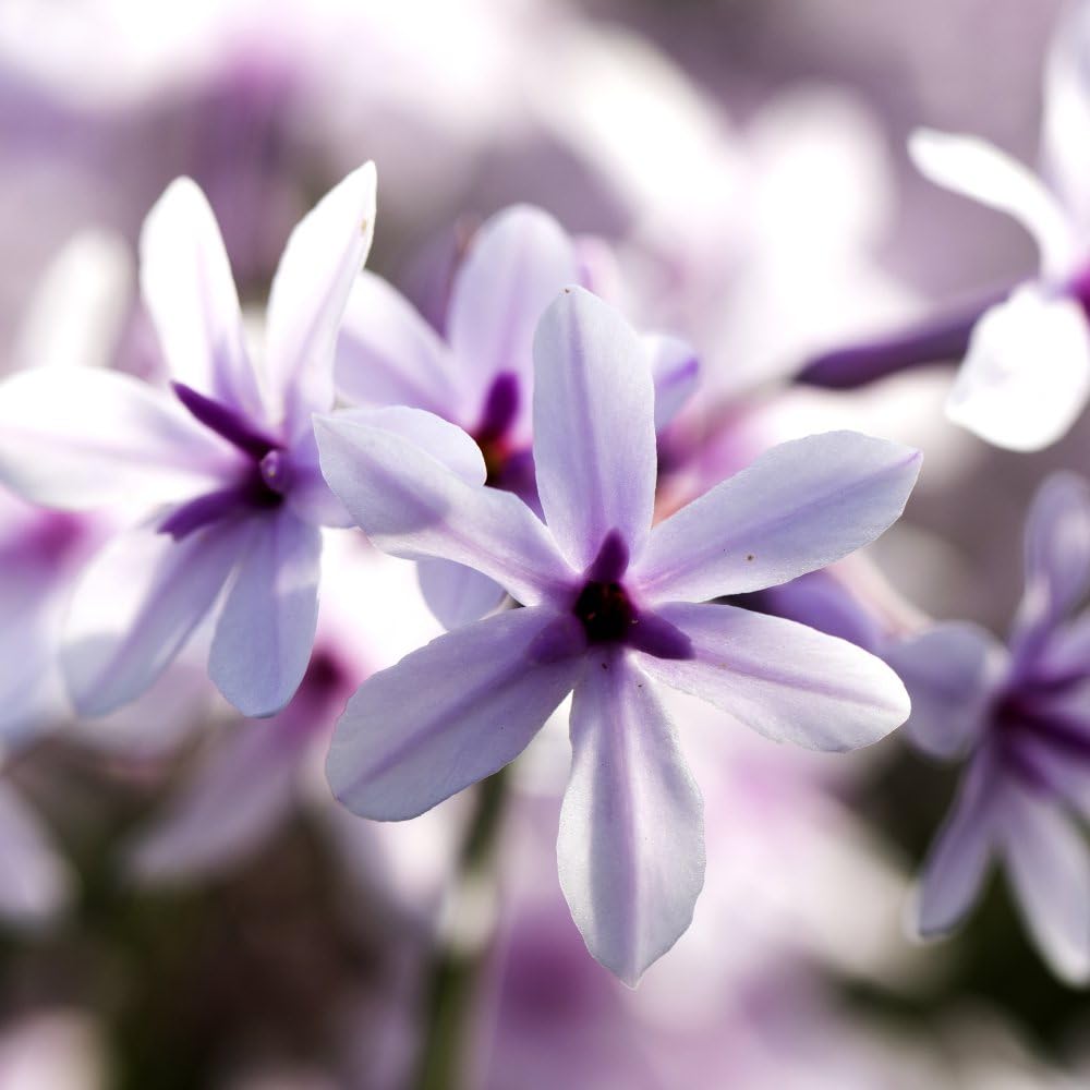 Thulbaghia 'Purple Eye' - Hardy Perennial with White and Purple Flowers | Loved by Bees & Butterflies | Long Blooming Season - 3X 9cm Potted Plants by Thompson & Morgan