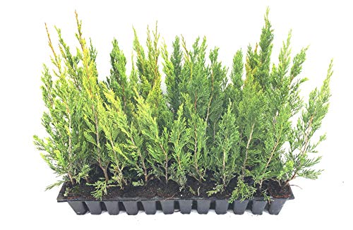 Spartan Juniper - 10 Live Trees - Juniperus Chinensis