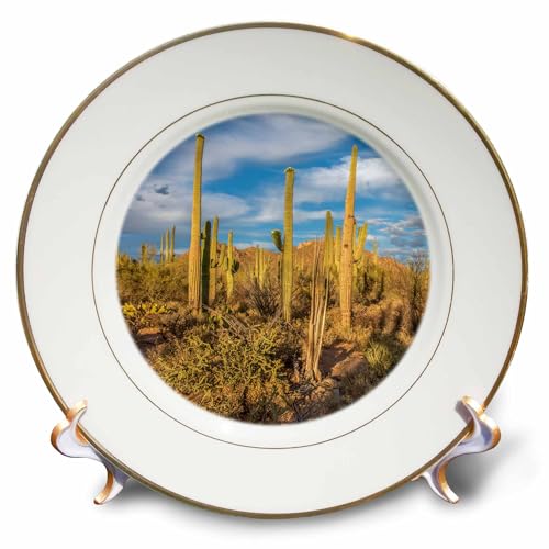 3dRose cp_278474_1 USA, Arizona, Tucson, Saguaro National Park, Landscape of Cacti Porcelain Plate, 8
