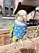 FORZENA Bird Clothes - Cotton Sweater Bird Flight Suit for Parrots African Greys Parakeet Cockatiel Sun Conure Christmas Party Birthday Cosplay Photo Gift Parrot Apparel Bird Supplies (L,Blue Plaid)