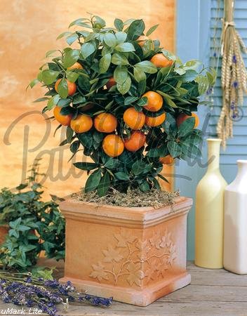 Obst (Citrus mitis (Calamondin))