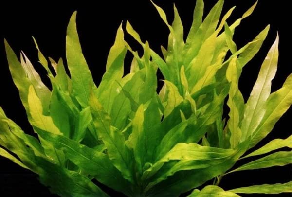 See full amazon price history chart for Maalavya Live Aquarium Aquatic Plant (HYGROPHILA GUYANENSIS) Live Plant with Pot 8 to 10 Stems (Pack of 2) Maalavya Live Aquarium Aquatic Plant (HYGROPHILA GUYANENSIS) Live Plant with Pot 8 to 10 Stems (Pack of 2) (B09XKLFSCT) Amazon Price History, Amazon Price Tracker
