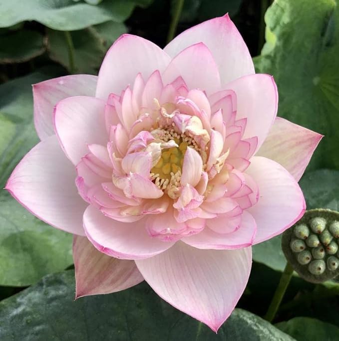 Image of Very Beautiful All Season White-Pink Water Lotus(Pack Of-1) /Water Kamal /Water Lily Plant (TUBER) Original Hybrid Veriety Blloming With In 30 Days For Outdoor & Indoor Live Plant.