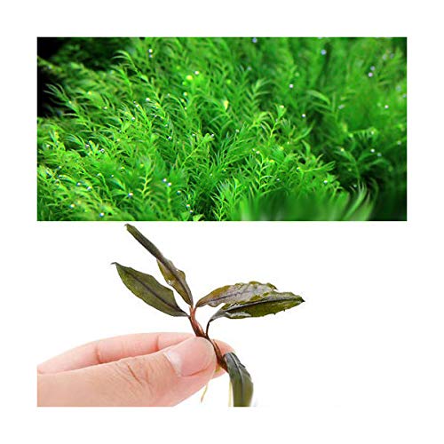 Amazon 水草 おまかせブセファランドラ 無農薬 １株 ウォーターフェザー 無農薬 １パック １セット Charm チャーム 生体水草 通販