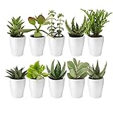 Ecoworld Mini Sukkulenten echte pflanzen mit Keramik topf - 10 Verschiedene Arten sehr pflegeleicht, benötigen wenig Wasser - 10 sukkulenten pflanze Ø6 cm Höhe 8-15 cm - Aus eigener Gärtnerei
