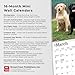 Labrador Retrievers | 2026 7 x 14 Inch (Hanging) Monthly Mini Wall Calendar | BrownTrout | Animals Dog Breeds