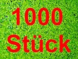 Pato PCS 1000 *** Lemna planta flotante de antialgas estanque de peces de acuario tanque