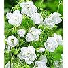 BALDUR Garten Winterharte Geranien 'Weiße Snow Double®', 2 Knollen