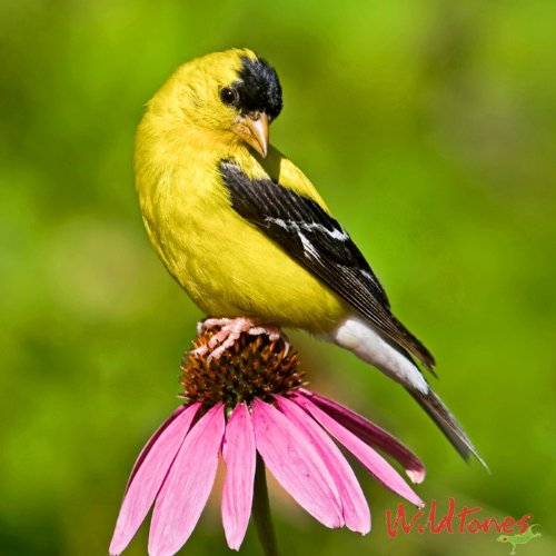 Popular Bird Calls and Songs de Wildtones Bird Calls and Bird Songs