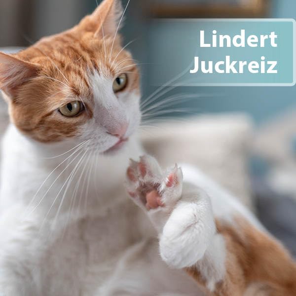 ARDAP Floh- und Zeckenschutz Paket inkl. Dr. Fressnapf Online-Tierarzt Beratung für Katzen (S) - Zeckenmittel für Katzen, Flohmittel Katzen, Zeckenschutz Katze