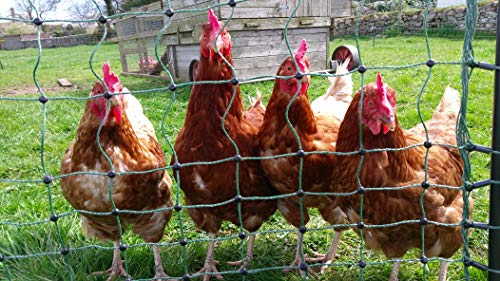 Hotline MSP2LLGT Premium Green Electric Poultry Netting with Double Pronged Posts, 25m x 1.2m