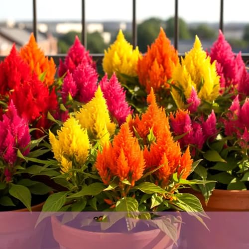 300+ Celosia Seeds for Planting Mixed Cockscomb Seed Annual Flower Seed Non-GMO Celosia Flower Seed for Garden Outdoor