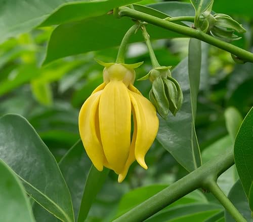 Miniatura 3 de Artabotrys hexapetalus | Trepadora Ylang Ylang Vine | Cola Uva | 5_Seeds