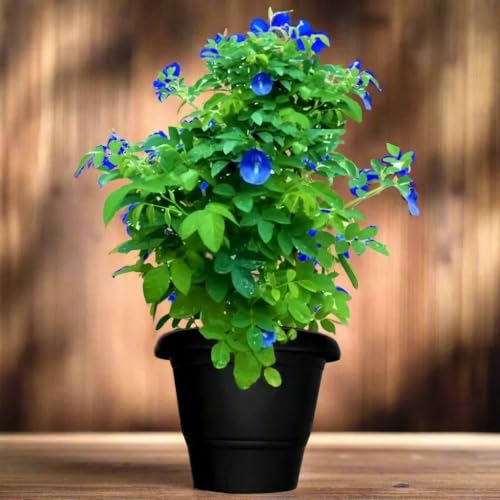 Image of live plants (APRAJITA PLANT)