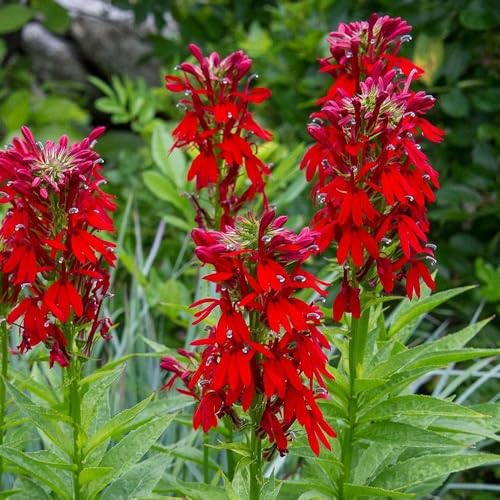 Lobelia cardinalis, Kardinals-Lobelie, Scharlachrote Lobelie - absolut...