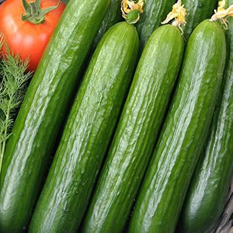 Cucumber 'Perfection' Seeds for Easy Growth Cover