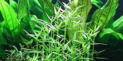 Asian dayflower - Murdannia keisak - Live Aquarium Plant
