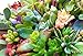 Succulents (package of 15)