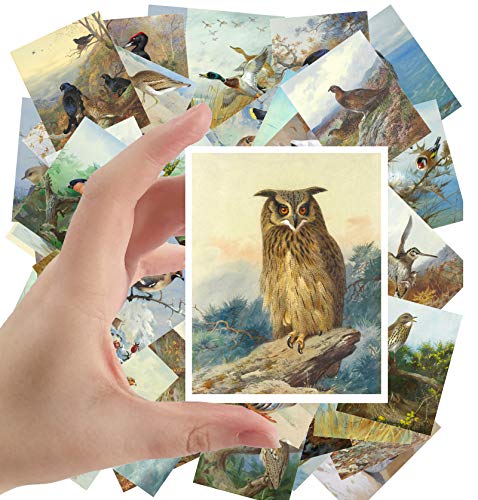 Pegatinas grandes (24 unidades de 6,35 x 8,89 cm) Amazin Wild Birds pintura antigua por Archibald Thorburn Museum Vintage Owl Duck Eagle